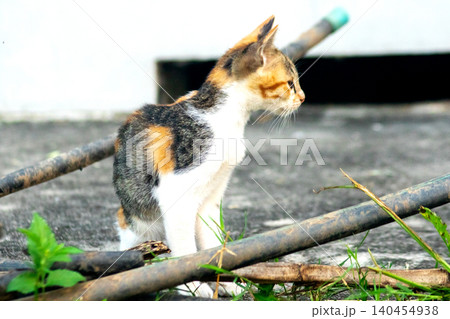 A calico kitten is exploring. A calico kitten is exploring. 140454938
