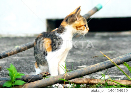 A calico kitten is exploring. A calico kitten is exploring. 140454939