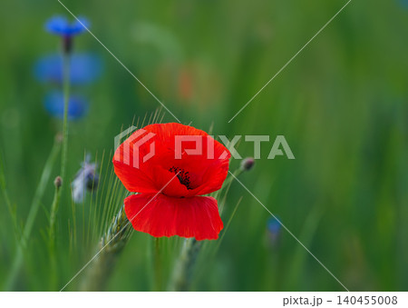 Red poppy in the green natural background Red poppy in the green natural background 140455008