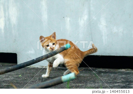 An orange kitten is exploring. An orange kitten is exploring. 140455013