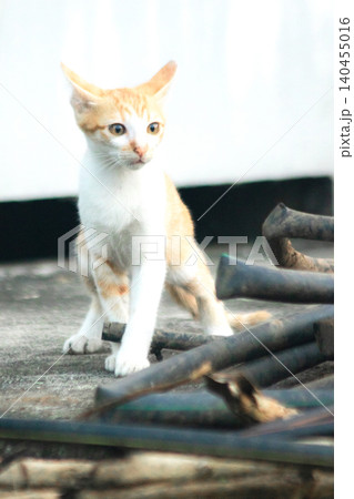 An orange kitten is exploring. 140455016
