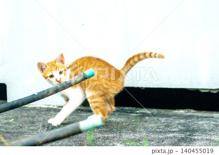 An orange kitten is exploring. An orange kitten is exploring. 140455019