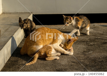 The kittens are playing on the floor. 140455062