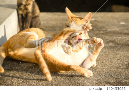 The kittens are playing on the floor. 140455065