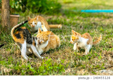 Kittens are playing in the lawn. 140455128