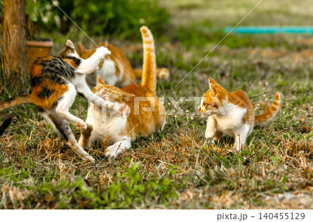Kittens are playing in the lawn. Kittens are playing in the lawn. 140455129