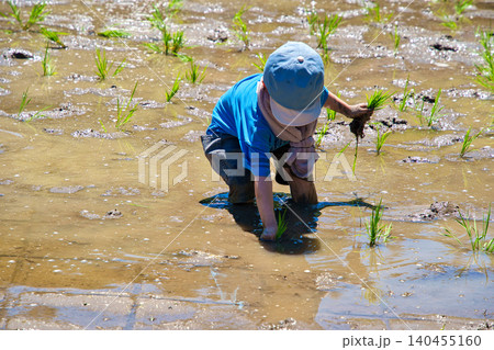 田んぼで手植えによる田植え体験を楽しんでいる子供 140455160