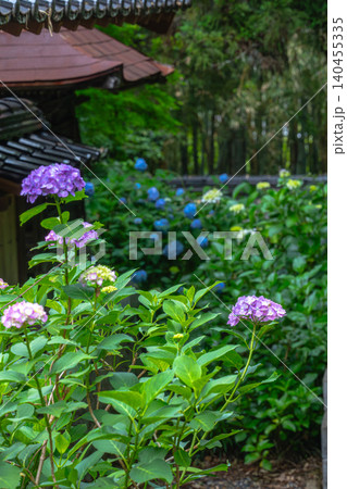 歴史を刻む瓦屋根と、瑞々しい紫陽花の風情 140455335