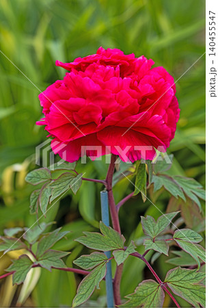家の周りの草花　四季の色々　植物園の花壇に美しい色とりどりの牡丹の花が咲き始めました 140455547