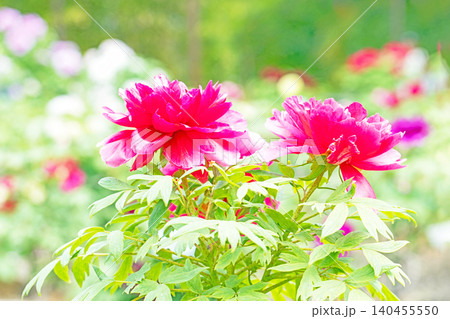 家の周りの草花 四季の色々 植物園の花壇に美しい色とりどりの牡丹の花が咲き始めました 家の周りの草花 四季の色々 植物園の花壇に美しい色とりどりの牡丹の花が咲き始めました 140455550