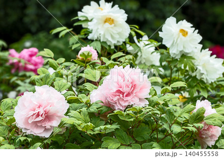家の周りの草花　四季の色々　植物園の花壇に美しい色とりどりの牡丹の花が咲き始めました 140455558