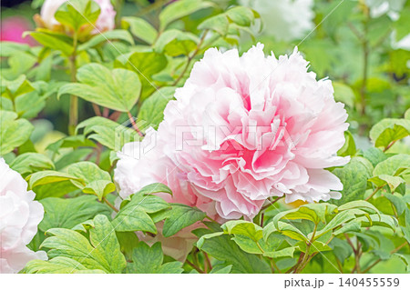 家の周りの草花 四季の色々 植物園の花壇に美しい色とりどりの牡丹の花が咲き始めました 家の周りの草花 四季の色々 植物園の花壇に美しい色とりどりの牡丹の花が咲き始めました 140455559