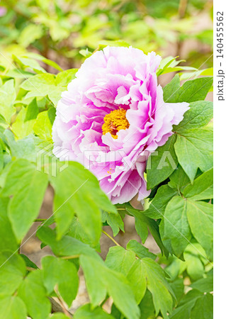 家の周りの草花 四季の色々 植物園の花壇に美しい色とりどりの牡丹の花が咲き始めました 家の周りの草花 四季の色々 植物園の花壇に美しい色とりどりの牡丹の花が咲き始めました 140455562