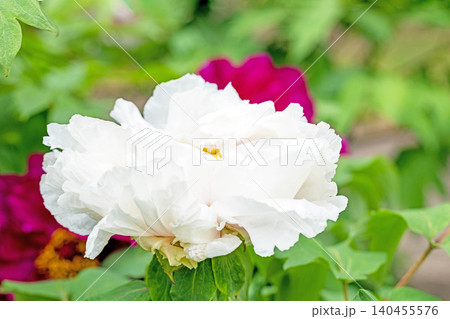 家の周りの草花 四季の色々 植物園の花壇に美しい色とりどりの牡丹の花が咲き始めました 家の周りの草花 四季の色々 植物園の花壇に美しい色とりどりの牡丹の花が咲き始めました 140455576