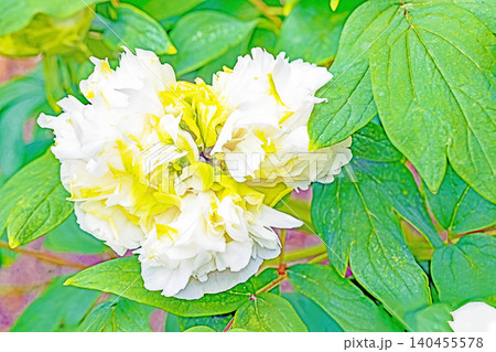 家の周りの草花 四季の色々 植物園の花壇に美しい色とりどりの牡丹の花が咲き始めました 家の周りの草花 四季の色々 植物園の花壇に美しい色とりどりの牡丹の花が咲き始めました 140455578
