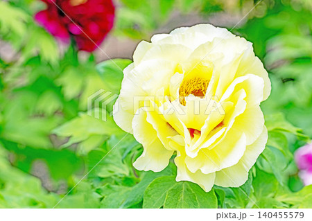 家の周りの草花　四季の色々　植物園の花壇に美しい色とりどりの牡丹の花が咲き始めました 140455579