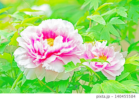 家の周りの草花 四季の色々 植物園の花壇に美しい色とりどりの牡丹の花が咲き始めました 家の周りの草花 四季の色々 植物園の花壇に美しい色とりどりの牡丹の花が咲き始めました 140455584