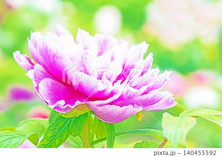 家の周りの草花　四季の色々　植物園の花壇に美しい色とりどりの牡丹の花が咲き始めました 140455592