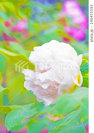 家の周りの草花　四季の色々　植物園の花壇に美しい色とりどりの牡丹の花が咲き始めました 140455593