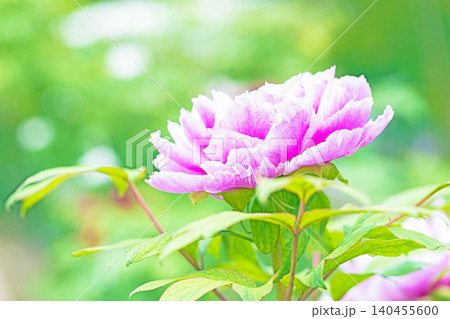 家の周りの草花　四季の色々　植物園の花壇に美しい色とりどりの牡丹の花が咲き始めました 140455600