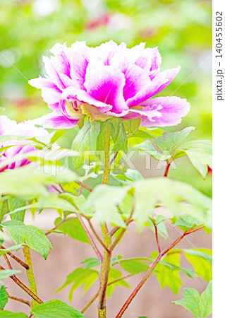 家の周りの草花　四季の色々　植物園の花壇に美しい色とりどりの牡丹の花が咲き始めました 140455602