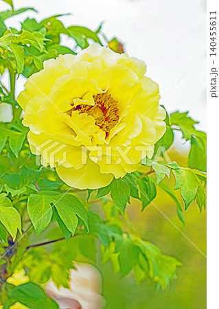 家の周りの草花 四季の色々 植物園の花壇に美しい色とりどりの牡丹の花が咲き始めました 家の周りの草花 四季の色々 植物園の花壇に美しい色とりどりの牡丹の花が咲き始めました 140455611