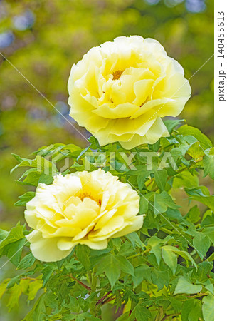 家の周りの草花　四季の色々　植物園の花壇に美しい色とりどりの牡丹の花が咲き始めました 140455613