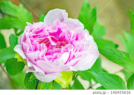 家の周りの草花 四季の色々 植物園の花壇に美しい色とりどりの牡丹の花が咲き始めました 家の周りの草花 四季の色々 植物園の花壇に美しい色とりどりの牡丹の花が咲き始めました 140455616