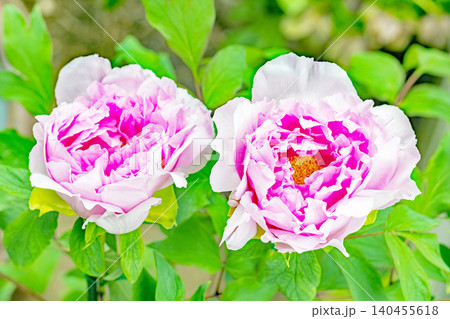 家の周りの草花 四季の色々 植物園の花壇に美しい色とりどりの牡丹の花が咲き始めました 家の周りの草花 四季の色々 植物園の花壇に美しい色とりどりの牡丹の花が咲き始めました 140455618