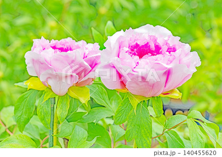 家の周りの草花 四季の色々 植物園の花壇に美しい色とりどりの牡丹の花が咲き始めました 家の周りの草花 四季の色々 植物園の花壇に美しい色とりどりの牡丹の花が咲き始めました 140455620