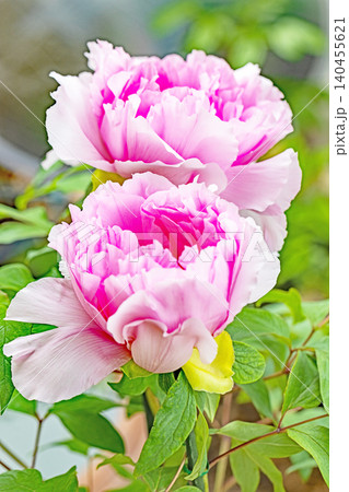 家の周りの草花 四季の色々 植物園の花壇に美しい色とりどりの牡丹の花が咲き始めました 家の周りの草花 四季の色々 植物園の花壇に美しい色とりどりの牡丹の花が咲き始めました 140455621