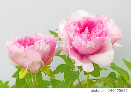 家の周りの草花 四季の色々 植物園の花壇に美しい色とりどりの牡丹の花が咲き始めました 家の周りの草花 四季の色々 植物園の花壇に美しい色とりどりの牡丹の花が咲き始めました 140455625