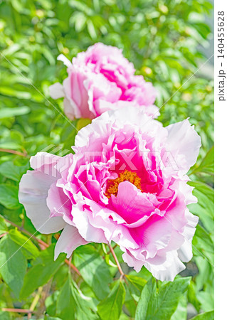 家の周りの草花 四季の色々 植物園の花壇に美しい色とりどりの牡丹の花が咲き始めました 家の周りの草花 四季の色々 植物園の花壇に美しい色とりどりの牡丹の花が咲き始めました 140455628