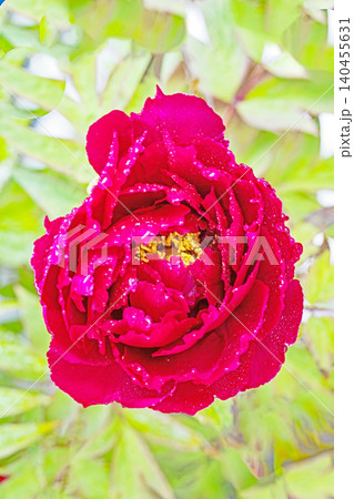 家の周りの草花 四季の色々 植物園の花壇に美しい色とりどりの牡丹の花が咲き始めました 家の周りの草花 四季の色々 植物園の花壇に美しい色とりどりの牡丹の花が咲き始めました 140455631