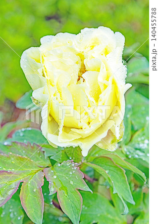 家の周りの草花 四季の色々 植物園の花壇に美しい色とりどりの牡丹の花が咲き始めました 家の周りの草花 四季の色々 植物園の花壇に美しい色とりどりの牡丹の花が咲き始めました 140455788
