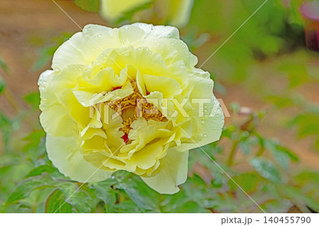 家の周りの草花 四季の色々 植物園の花壇に美しい色とりどりの牡丹の花が咲き始めました 家の周りの草花 四季の色々 植物園の花壇に美しい色とりどりの牡丹の花が咲き始めました 140455790