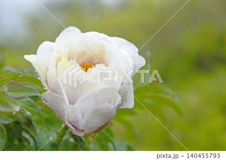 家の周りの草花 四季の色々 植物園の花壇に美しい色とりどりの牡丹の花が咲き始めました 家の周りの草花 四季の色々 植物園の花壇に美しい色とりどりの牡丹の花が咲き始めました 140455793