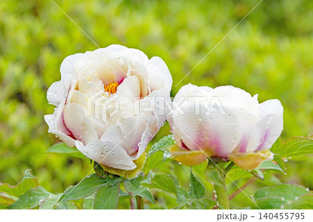 家の周りの草花 四季の色々 植物園の花壇に美しい色とりどりの牡丹の花が咲き始めました 家の周りの草花 四季の色々 植物園の花壇に美しい色とりどりの牡丹の花が咲き始めました 140455795