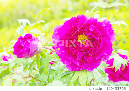 家の周りの草花 四季の色々 植物園の花壇に美しい色とりどりの牡丹の花が咲き始めました 家の周りの草花 四季の色々 植物園の花壇に美しい色とりどりの牡丹の花が咲き始めました 140455796