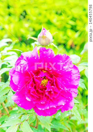 家の周りの草花　四季の色々　植物園の花壇に美しい色とりどりの牡丹の花が咲き始めました 140455798