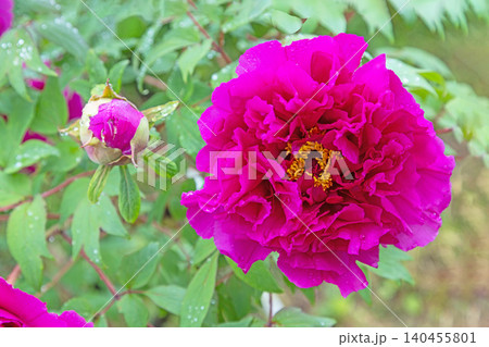 家の周りの草花 四季の色々 植物園の花壇に美しい色とりどりの牡丹の花が咲き始めました 家の周りの草花 四季の色々 植物園の花壇に美しい色とりどりの牡丹の花が咲き始めました 140455801