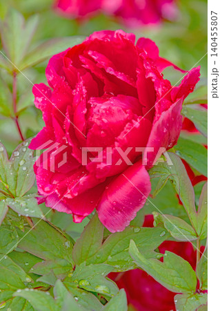 家の周りの草花 四季の色々 植物園の花壇に美しい色とりどりの牡丹の花が咲き始めました 家の周りの草花 四季の色々 植物園の花壇に美しい色とりどりの牡丹の花が咲き始めました 140455807