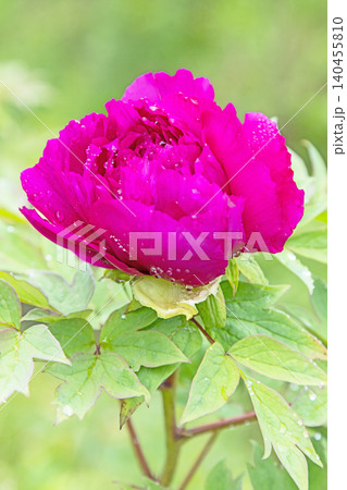 家の周りの草花 四季の色々 植物園の花壇に美しい色とりどりの牡丹の花が咲き始めました 家の周りの草花 四季の色々 植物園の花壇に美しい色とりどりの牡丹の花が咲き始めました 140455810