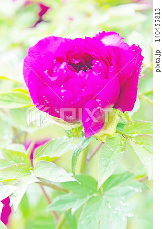 家の周りの草花 四季の色々 植物園の花壇に美しい色とりどりの牡丹の花が咲き始めました 家の周りの草花 四季の色々 植物園の花壇に美しい色とりどりの牡丹の花が咲き始めました 140455813