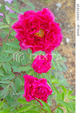 家の周りの草花 四季の色々 植物園の花壇に美しい色とりどりの牡丹の花が咲き始めました 家の周りの草花 四季の色々 植物園の花壇に美しい色とりどりの牡丹の花が咲き始めました 140455816