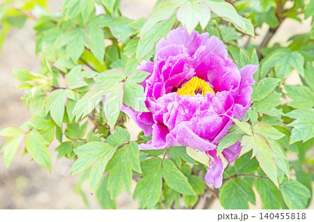 家の周りの草花 四季の色々 植物園の花壇に美しい色とりどりの牡丹の花が咲き始めました 家の周りの草花 四季の色々 植物園の花壇に美しい色とりどりの牡丹の花が咲き始めました 140455818