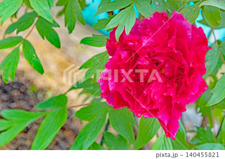 家の周りの草花 四季の色々 植物園の花壇に美しい色とりどりの牡丹の花が咲き始めました 家の周りの草花 四季の色々 植物園の花壇に美しい色とりどりの牡丹の花が咲き始めました 140455821