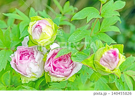 家の周りの草花 四季の色々 植物園の花壇に美しい色とりどりの牡丹の花が咲き始めました 家の周りの草花 四季の色々 植物園の花壇に美しい色とりどりの牡丹の花が咲き始めました 140455826