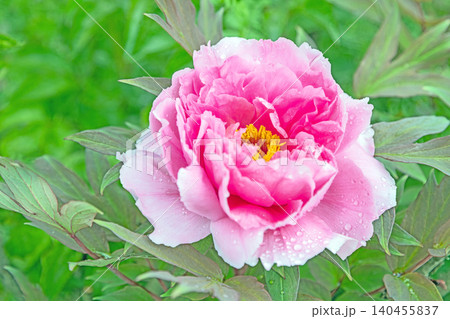 家の周りの草花 四季の色々 植物園の花壇に美しい色とりどりの牡丹の花が咲き始めました 家の周りの草花 四季の色々 植物園の花壇に美しい色とりどりの牡丹の花が咲き始めました 140455837