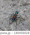 路上の宝石　オキナワハンミョウ　やんばるの森 140456028